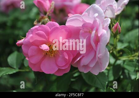 Arbusto rosa rosa inglese rosa (rosa) cariade fiorisce in un giardino Nel mese di maggio Foto Stock