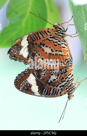 Arancione farfalla di Lacewing accoppiamento. Foto Stock