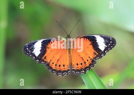 Farfalla arancione maschio di Lacewing appoggiata su una foglia con le ali aperte. Foto Stock