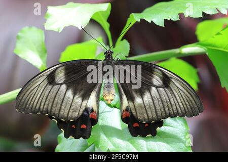Bella femmina Orchard farfalla a coda di rondine poggiata su una foglia con le ali aperte. Foto Stock