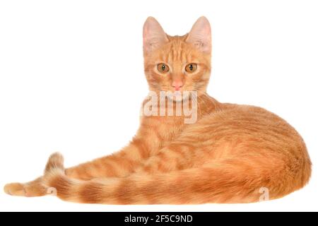 Il gattino arancione giace su una vista laterale isolata. Foto Stock