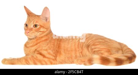 Il gattino arancione giace su una vista laterale isolata. Foto Stock