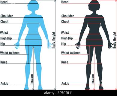 Grafico di dimensione femminile anatomia personaggio umano, manichino uomo frontale e vista laterale sagoma del corpo, isolato su bianco, piatta illustrazione vettoriale. Woma cartoon Illustrazione Vettoriale