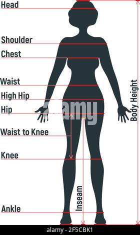 Grafico di dimensione femminile anatomia personaggio umano, manichino uomo frontale e vista laterale sagoma del corpo, isolato su bianco, piatta illustrazione vettoriale. Woma cartoon Illustrazione Vettoriale