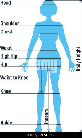 Grafico di dimensione femminile anatomia personaggio umano, manichino uomo frontale e vista laterale sagoma del corpo, isolato su bianco, piatta illustrazione vettoriale. Woma cartoon Illustrazione Vettoriale