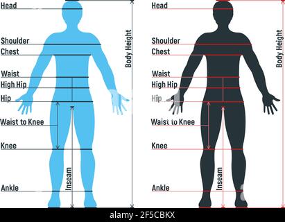 Grafico di dimensione maschile anatomia personaggio umano, manichino uomo frontale e vista laterale sagoma del corpo, isolato su bianco, immagine vettoriale piatta. Fumetto uomo ma Illustrazione Vettoriale