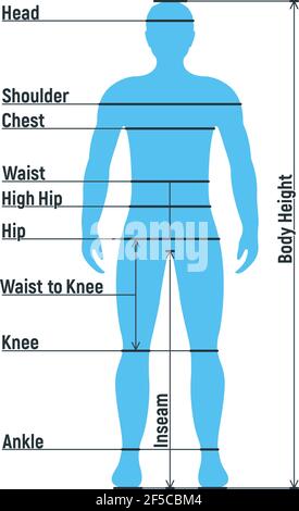 Grafico di dimensione maschile anatomia personaggio umano, manichino uomo frontale e vista laterale sagoma del corpo, isolato su bianco, immagine vettoriale piatta. Fumetto uomo ma Illustrazione Vettoriale