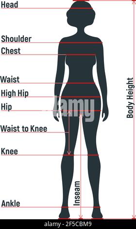 Grafico di dimensione femminile anatomia personaggio umano, manichino uomo frontale e vista laterale sagoma del corpo, isolato su bianco, piatta illustrazione vettoriale. Woma cartoon Illustrazione Vettoriale