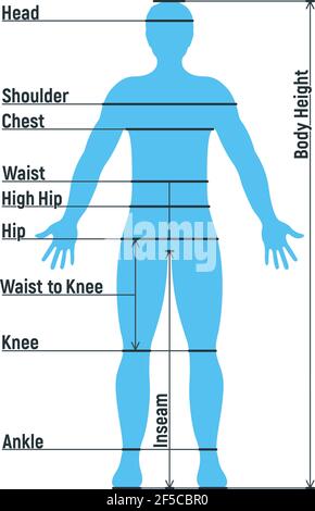 Grafico di dimensione maschile anatomia personaggio umano, manichino uomo frontale e vista laterale sagoma del corpo, isolato su bianco, immagine vettoriale piatta. Fumetto uomo ma Illustrazione Vettoriale