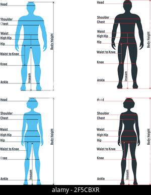 Grafici di dimensione femminile e maschile anatomia carattere umano, manichino uomo frontale e vista laterale sagoma del corpo, isolato su bianco, immagine vettoriale piatta. Auto Illustrazione Vettoriale
