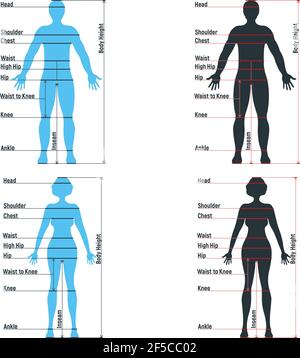 Grafici di dimensione femminile e maschile anatomia carattere umano, manichino uomo frontale e vista laterale sagoma del corpo, isolato su bianco, immagine vettoriale piatta. Auto Illustrazione Vettoriale