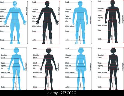 Grafici di dimensione femminile e maschile anatomia carattere umano, manichino uomo frontale e vista laterale sagoma del corpo, isolato su bianco, immagine vettoriale piatta. Auto Illustrazione Vettoriale