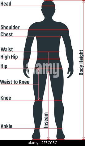 Grafico di dimensione maschile anatomia personaggio umano, manichino uomo frontale e vista laterale sagoma del corpo, isolato su bianco, immagine vettoriale piatta. Fumetto uomo ma Illustrazione Vettoriale