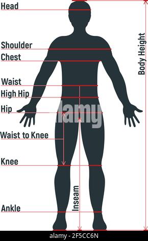 Grafico di dimensione maschile anatomia personaggio umano, manichino uomo frontale e vista laterale sagoma del corpo, isolato su bianco, immagine vettoriale piatta. Fumetto uomo ma Illustrazione Vettoriale