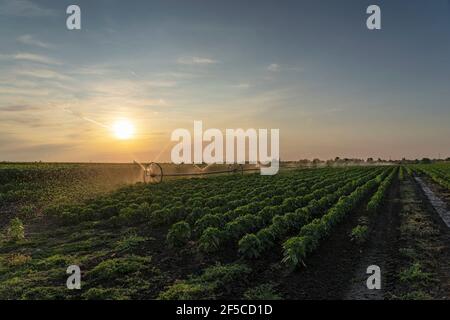 Campo agricolo irrigato al tramonto. Impianti di irrigazione di campo di fattoria. Foto Stock