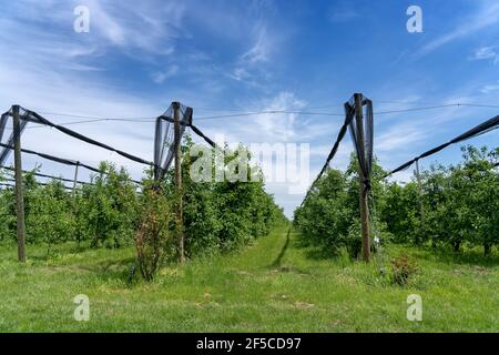 Nets di protezione di grandine sopra piantagione dell'albero di mela. Frutteto verde protetto con reti antiriflesso in primavera. Foto Stock