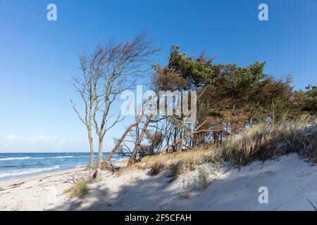 Geografia / viaggio, Germania, Meclemburgo-Pomerania occidentale, Fischland-Darss-Zingst, Darss, Parco Nazionale , diritti-aggiuntivi-clearance-Info-non-disponibile Foto Stock