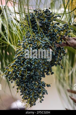 Testa di seme di Bangalow palm, Archontophoenix cunninghamiana Foto Stock