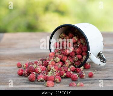 fragole selvatiche appena raccolte in tazza sul tavolo in giardino su sfondo sfocato. Messa a fuoco selettiva. Foto Stock