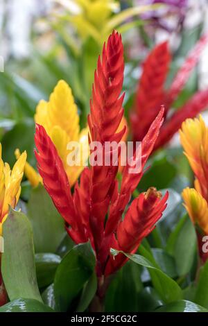 Vriesea (Vriesea Bromeliaceae) è una pianta ornamentale tropicale con fiori esotici di vari colori. E' un epifito - in condizioni naturali cresce Foto Stock