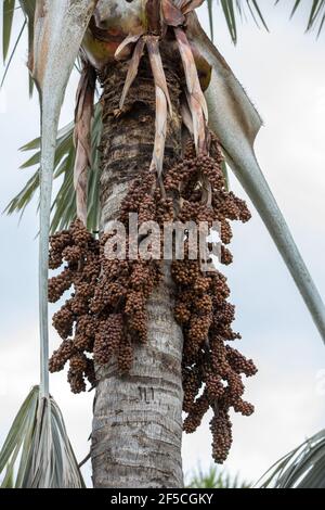 Testa di seme di Bangalow palm, Archontophoenix cunninghamiana Foto Stock