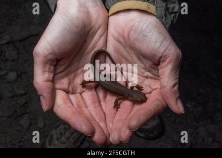 Un newt californiano (Taricha torosa) riposa in un osservatore imbutito mani, questi anfibi contengono tossine potenti se mangiato. Foto Stock