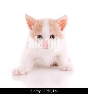 Piccolo gattino bianco e rosso divertente seduto davanti alla telecamera su uno sfondo bianco. Foto Stock