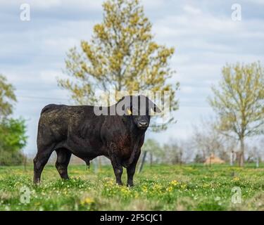 Lone Angus bull guardando la macchina fotografica mentre si trova in un pascolo primaverile pieno di trifoglio e fiori di buttercup. Foto Stock