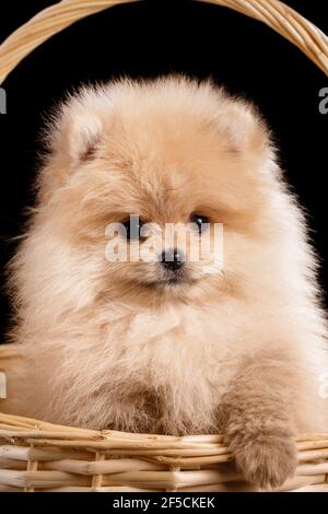 Il cucciolo rosso Pomeranian Spitz dai capelli lunghi si trova in un cesto di vimini. Primo piano. Foto Stock