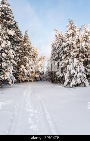 Paesaggio invernale dopo la nevicata, sentiero nella pineta e incredibile natura settentrionale Foto Stock