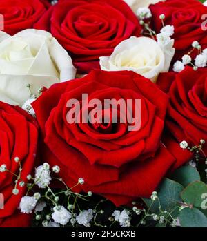 Bouquet di rose rosse e bianche su sfondo bianco. Couse in su. Foto Stock