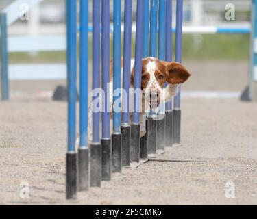 Welsh Springer Spaniel facendo slalom sul corso di agilità del cane Foto Stock