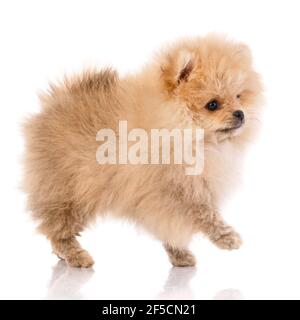 Puppy Pomeranian Spitz in miniatura su sfondo bianco. Vista laterale. Foto Stock