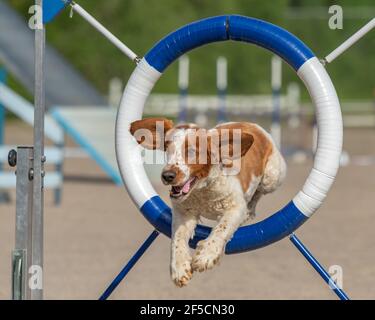 Gallese Springer Spaniel cane saltando attraverso l'anello di agilità in agilità concorrenza Foto Stock