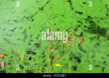 Cianobatteria o alghe blu-verde alghe alghe alghe bloom è una manifestazione di un'alta percentuale di fosforo, azoto, o fosfato nell'acqua Foto Stock
