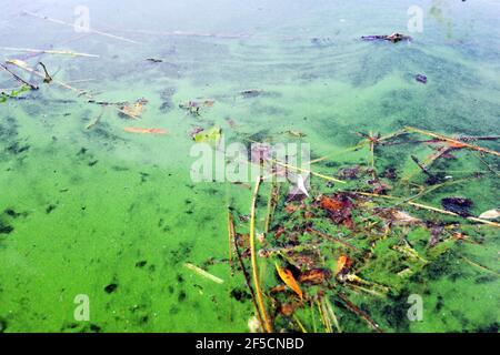 Cianobatteria o alghe blu-verde alghe alghe alghe bloom è una manifestazione di un'alta percentuale di fosforo, azoto, o fosfato nell'acqua Foto Stock