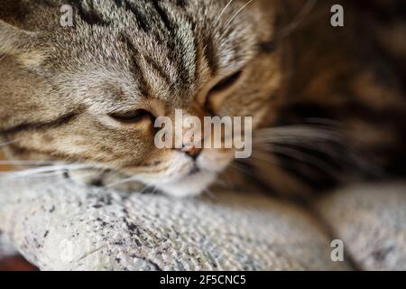 Cute sonno scozzese diritto marrone tabby gatto faccia da vicino sul divano. Gatto rilassato durante il giorno. PET. Foto Stock