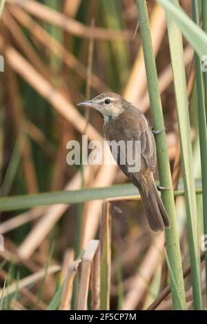 L'aranciatore orientale (Acrocephalus orientalis) è un uccello passerino dell'Asia orientale appartenente al genere Arrocephalus. Foto Stock