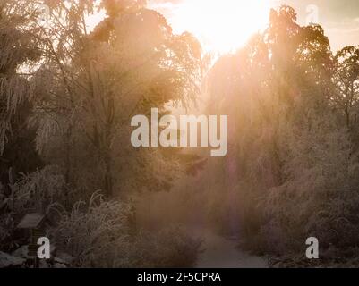 Alberi ricoperti di neve bianca e raggi di luci del tramonto. Vista incredibile sulla strada per la cima della collina. Foto Stock