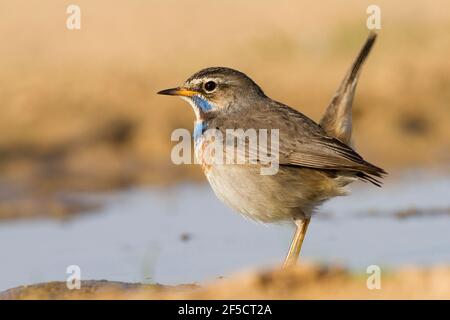 Maschio Blueghole (Luscinia svecica) vicino a una pozza d'acqua nel deserto, Wintering a Negev, israele fotografato in dicembre Foto Stock