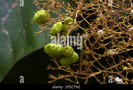 I semi di teak (Tectona grandis), disposti in grappoli fitti alla fine dei rami, a Gunung Kidul, Yogyakarta, Indonesia Foto Stock