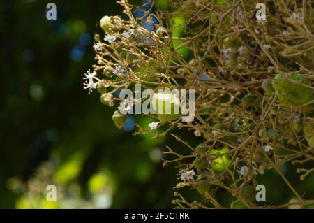 I semi di teak (Tectona grandis), disposti in grappoli fitti alla fine dei rami, a Gunung Kidul, Yogyakarta, Indonesia Foto Stock