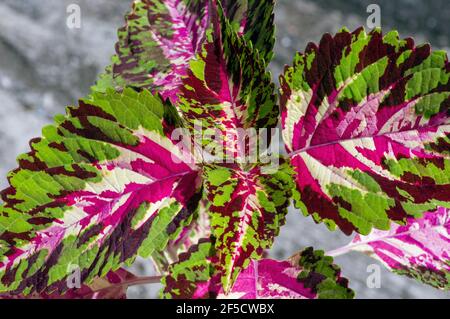 Belle foglie di Rex Begonia pianta, una pianta casa colorata Foto Stock