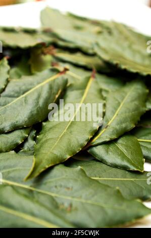 Fresche foglie di alloro Foto Stock