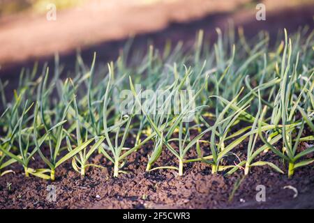 Piantagione di aglio nell'orto, piantato nel terreno. Foto Stock