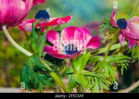 Un bouquet appassito di coronaria di Anemone rosso e viola coltivato fiori Foto Stock