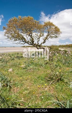 Cavallini della Giara, cavalli selvatici, Giara di Gesturi altopiano basaltico, Marmilla, Provincia di Medio Campidano, Sardegna, Italia Foto Stock