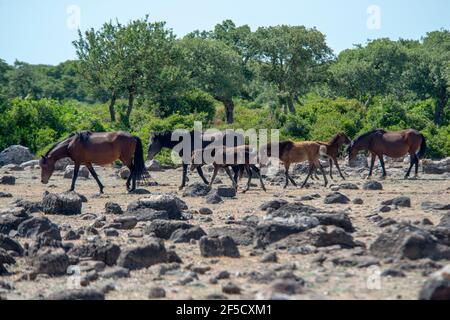 Cavallini della Giara, cavalli selvatici, Giara di Gesturi altopiano basaltico, Marmilla, Provincia di Medio Campidano, Sardegna, Italia Foto Stock