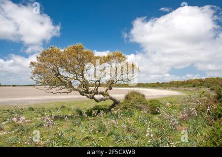 Cavallini della Giara, cavalli selvatici, Giara di Gesturi altopiano basaltico, Marmilla, Provincia di Medio Campidano, Sardegna, Italia Foto Stock