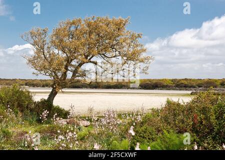 Cavallini della Giara, cavalli selvatici, Giara di Gesturi altopiano basaltico, Marmilla, Provincia di Medio Campidano, Sardegna, Italia Foto Stock